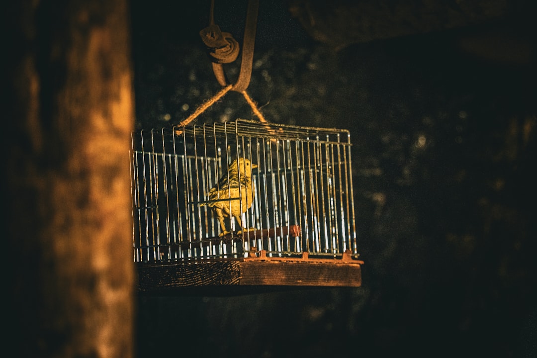 A bird cage with a bird inside of it